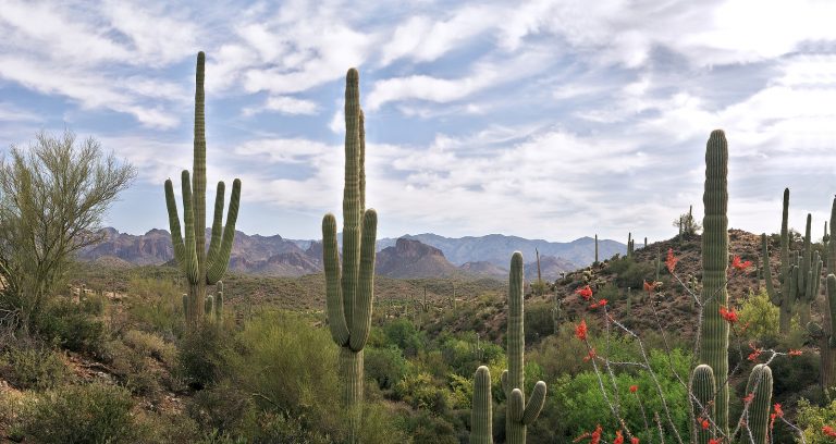 Saguaro and Ocotillo 768x408